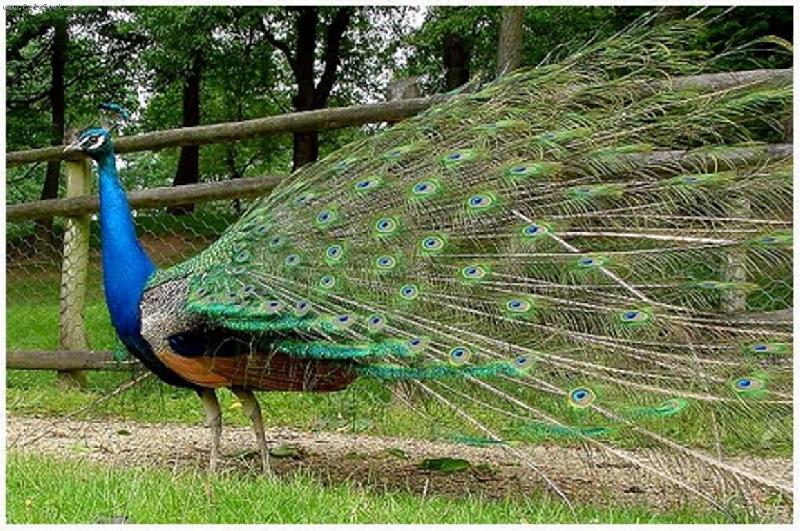 Foto: P�v v jarn�m kab�t�