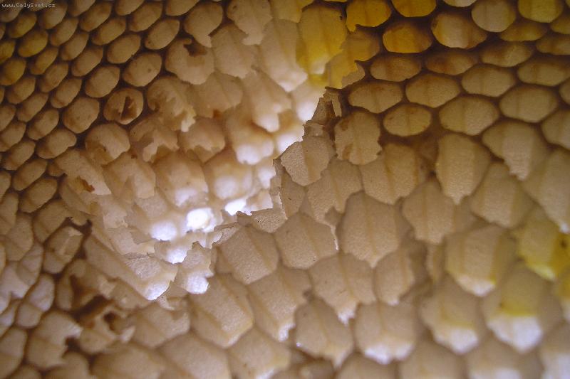 Foto: v�el� pl�stev-tady bydl� v�eli�ky