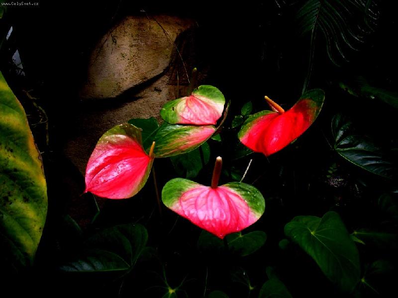 Foto: Botanicka zahrada