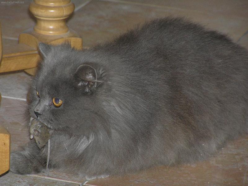 Foto: Tom a Jerry