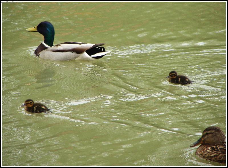 Foto: Rodinka-Ka�enky