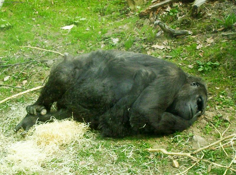 Foto: ZOO Le�n�-Gorilce se cht�lo spink���t