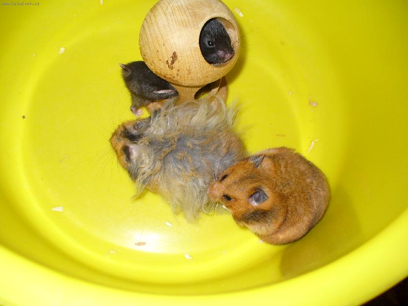 Foto: K�e�ci-M�ma a dva synov�