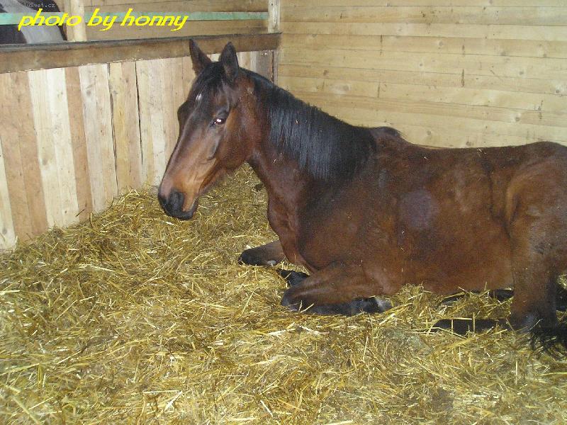 Foto: kon�k-hele...na dve��ch bylo naps�no NERU�IT!!!