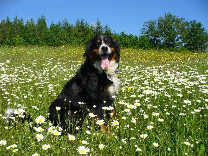 Foto: Na louce