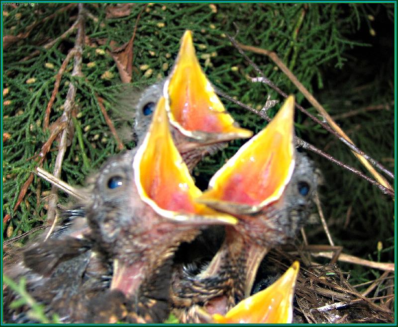 Foto: P�i�el �as krmen�