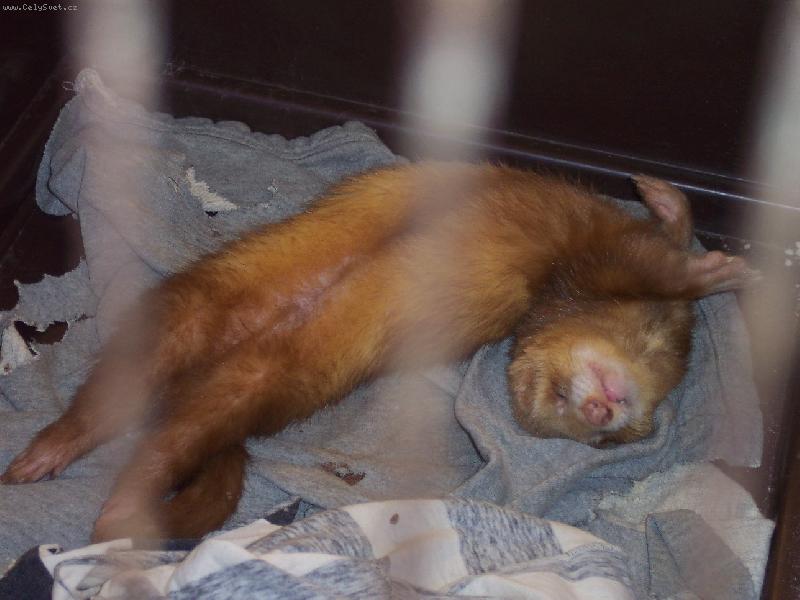 Foto: a spim-nic m� nerozhod�