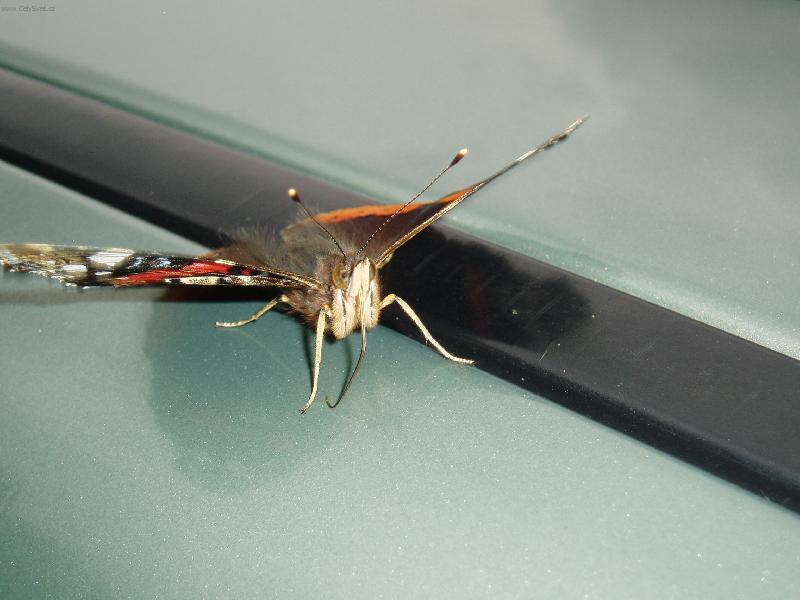 Foto: mot�l-mot�l