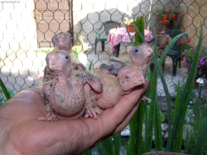 Foto: Ml�d� �ty�hlav�ho draka-ml��ata od korely