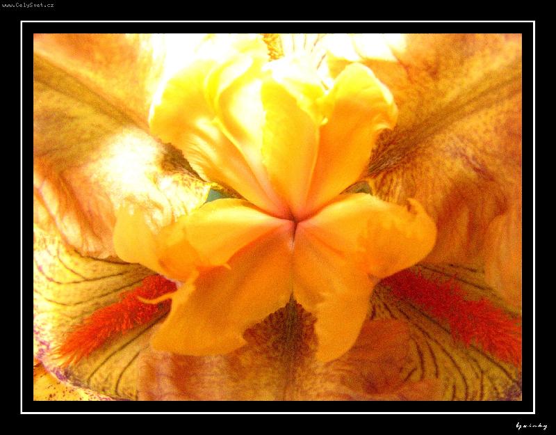 Foto: kosatec-makro kv�tu kosatce