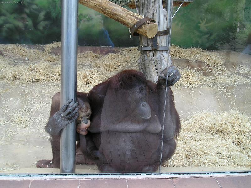 Foto: opi�� rodinka