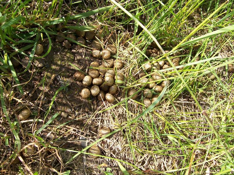 Foto: p�ekvapen� v tr�v�