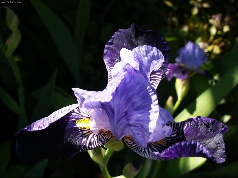 Foto: Iris