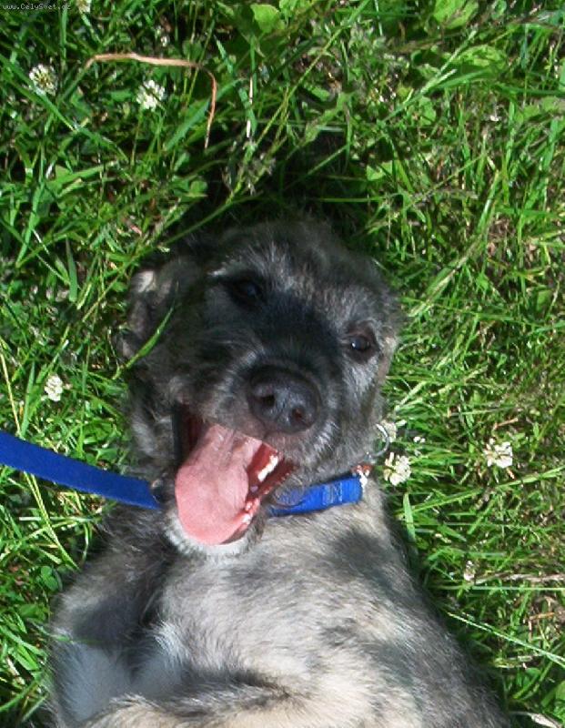 Foto: Cipr�sek-�SM�V PROS�M