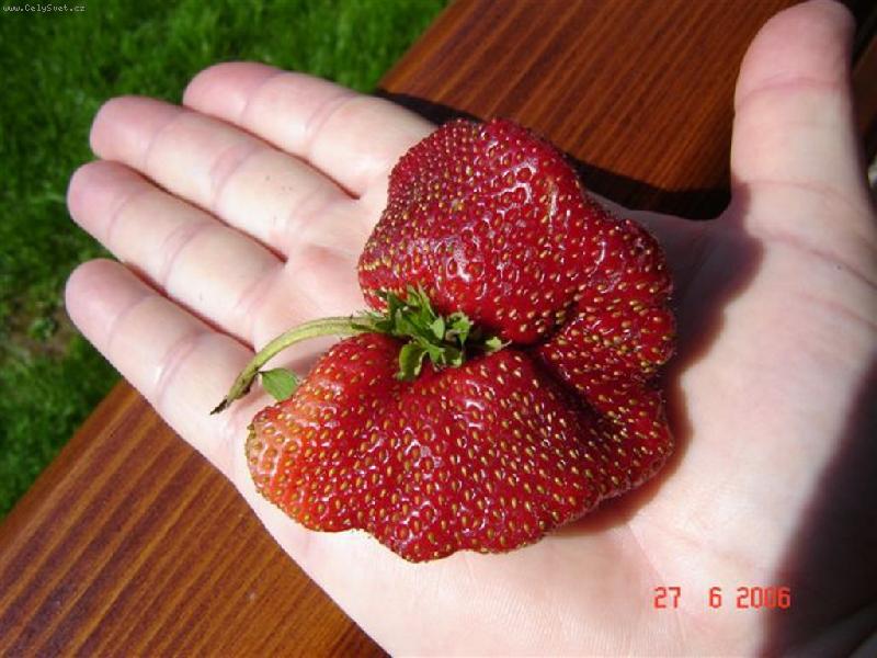Foto: K��dlatka jahodov�