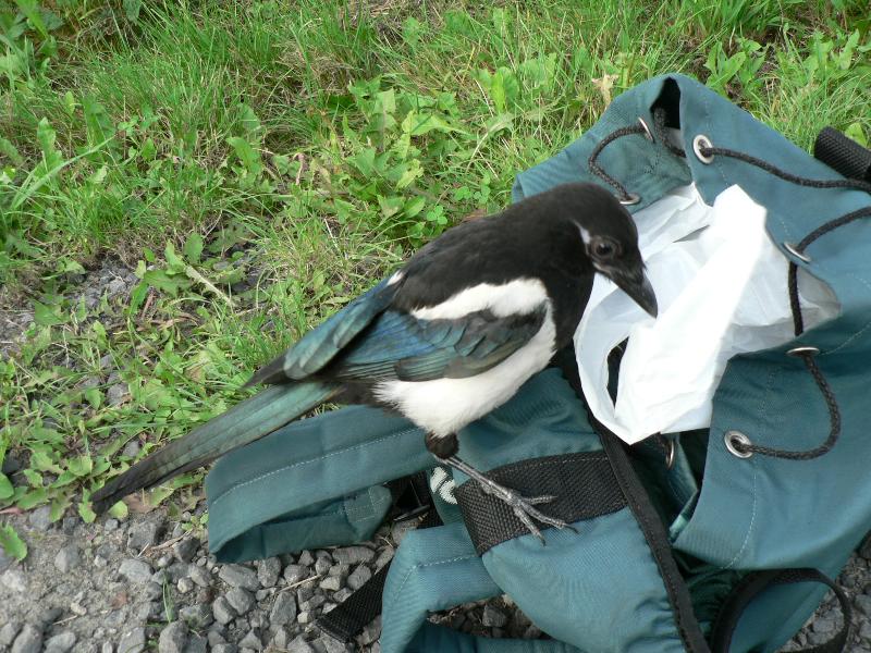 Foto: Dostanu svacinu?