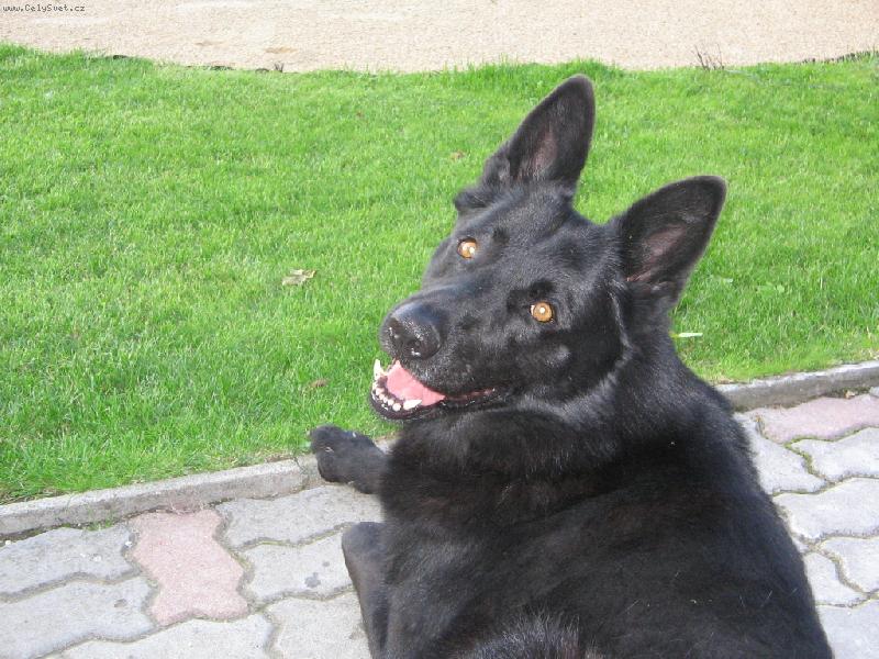 Foto: Ron-zdarec