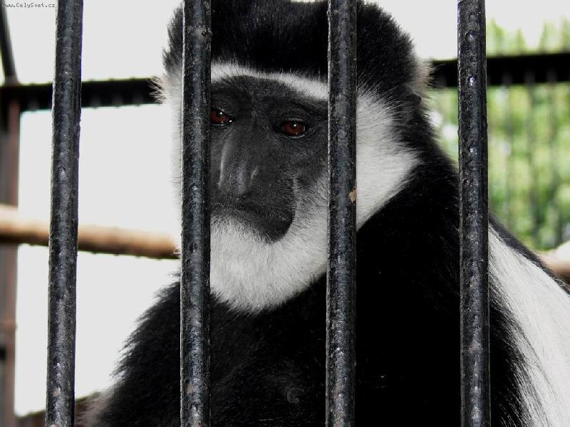 Foto: Bezmoc v kleci