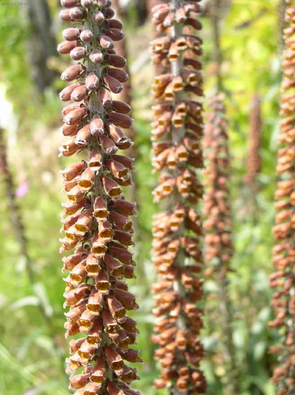 Foto: digitalis