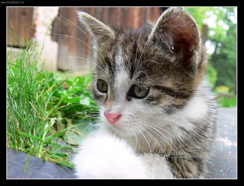 Foto: Na lovu?