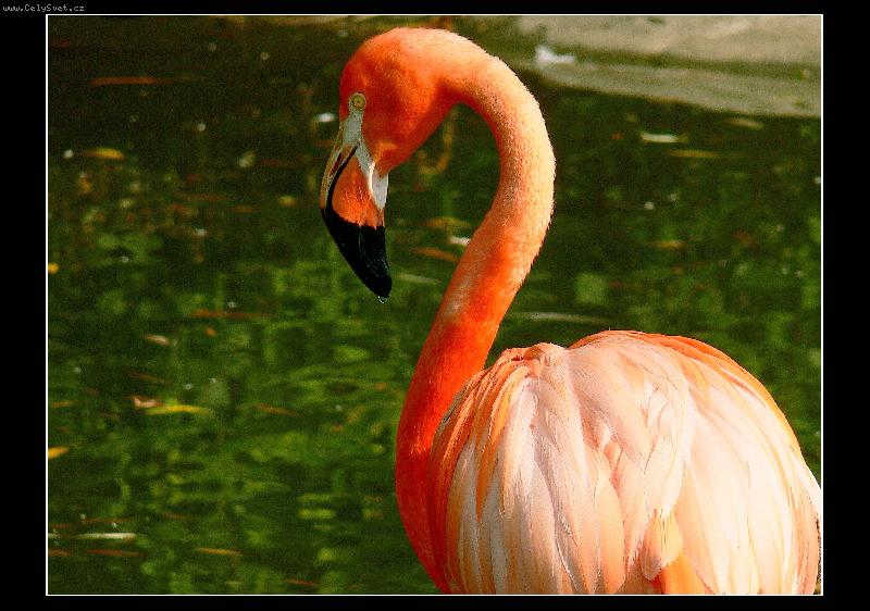 Foto: Plame��k-ZOO-Ostrava