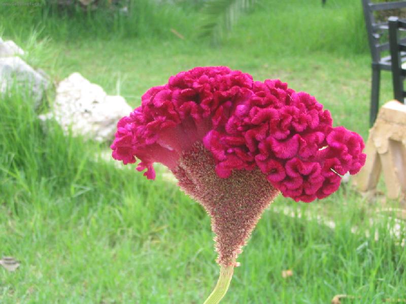 Foto: Celosia cristana Bombay Fire-Dovolen� Zakynthos