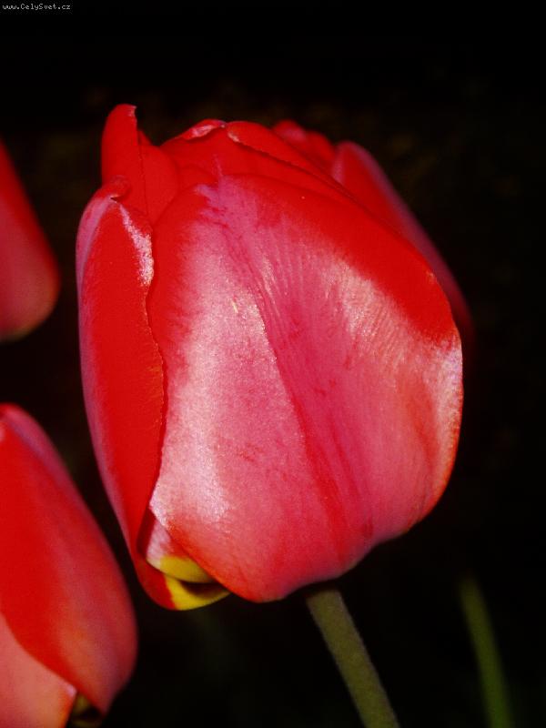 Foto: tulip�n