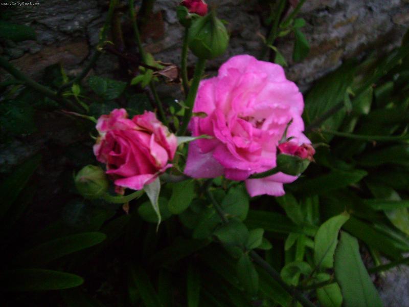 Foto: R��e