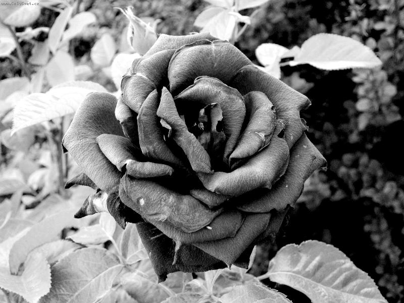 Foto: r��e B&W