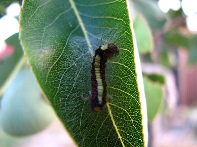 Foto: Housenka-Housenka