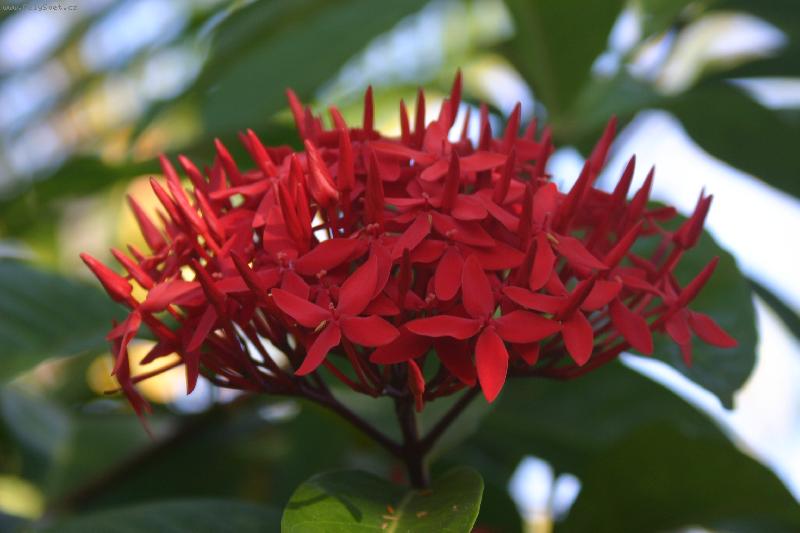 Foto: Ixora II.-Ixora