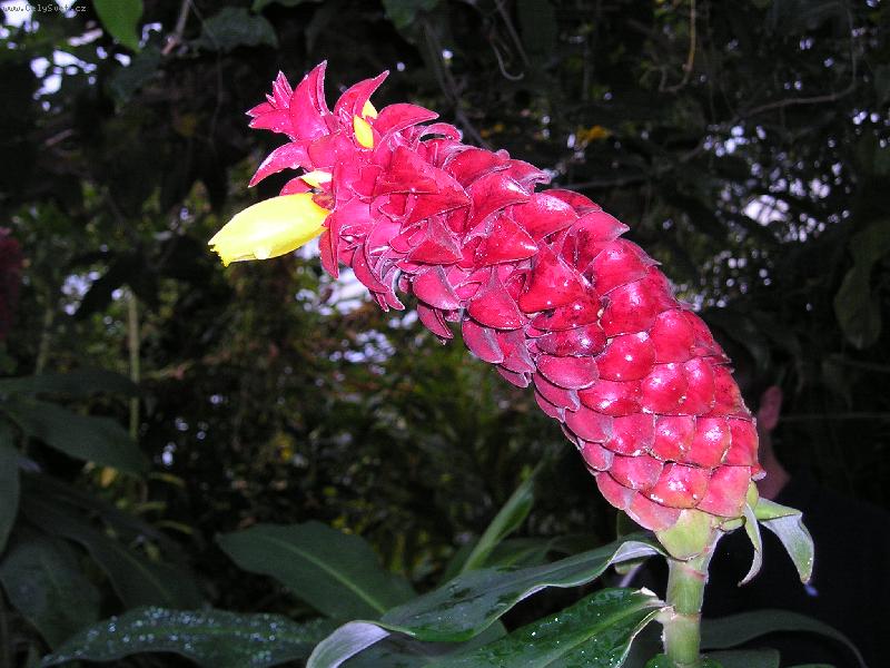 Foto: Nadherna rostlina