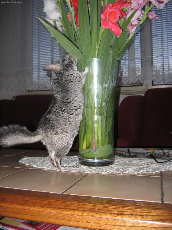 Foto: Bale��k :o)