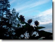 Ve�ern� slune�nice