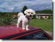 Max�k