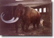 Mamut je�t� �ije!