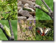 otak�rek fenyklov�