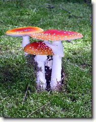 poh�dka z mechu a kaprad�