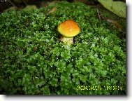 A� vyrostu ...