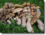 houbov� z�ti��