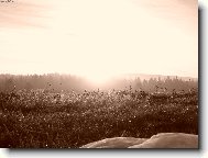 ma Sumavska kop�iva