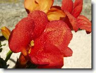 Truba�