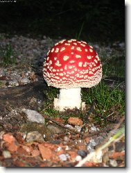 jedovat� kr�sn�