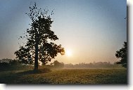 Osam�l� strom v mlze