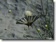 Chorvatsk� mot�l