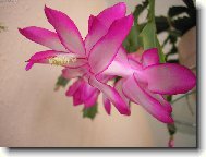  N� V�no�n� kaktus