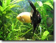 akv�rium