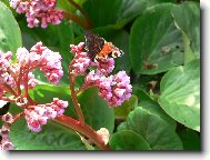 I babo�ka odpo��v�