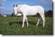 trak�nsk� poloarab