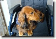 mazl��ek Ben��ek